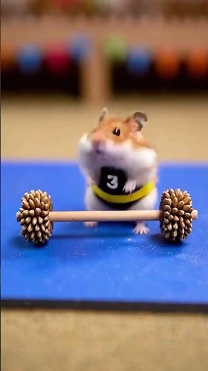 Dwarf Roborovski Hamster Wins Snack Olympics
