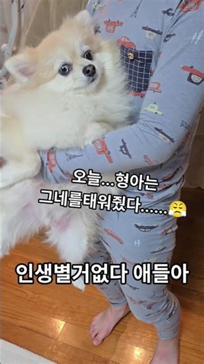 포기하면편해 #강아지 #귀여운강아지 #형제 #포기 #애견영상 #dog #shorts ‪@riontv-o2k‬