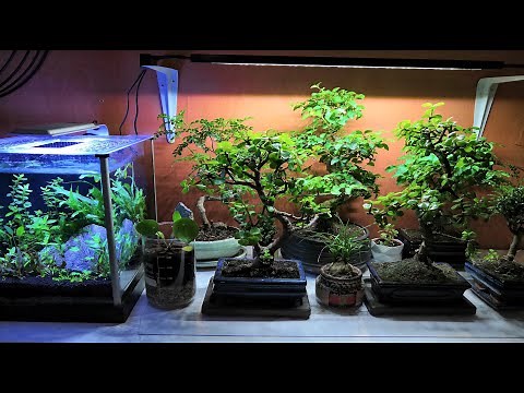 INDOOR BONSAI SETUP - How I care for my indoor bonsai trees