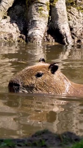 Capybaras kick off a lively pool party in the sun