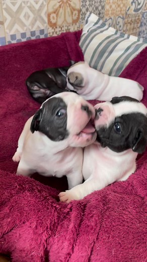 Chomp! 🐶 Little bro, you're the perfect chew toy! #puppies #frenchie #playtime | jmarcoz