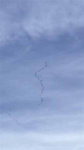 Sandhill cranes migrating North