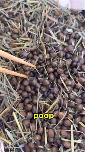 BunnyDad | Patented Bunny Care on Instagram: "How much does a bunny poop in one day?! 🤯 #bunny #rabbit #bunnydad #didyouknow #wow"