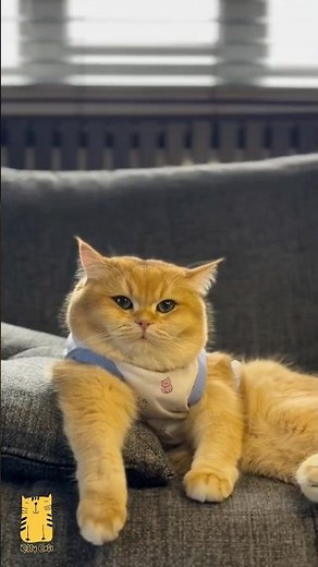Funny Cat & Cute Kittens893😻 #shorts #kucing #kucinglucu #funny #pet #cat #foryou #viral #viralvideo