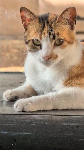 Кот на машине Cat on car Смешные котики Funny cats Kucing lucu Милые кошки Cute animals Nature Trend