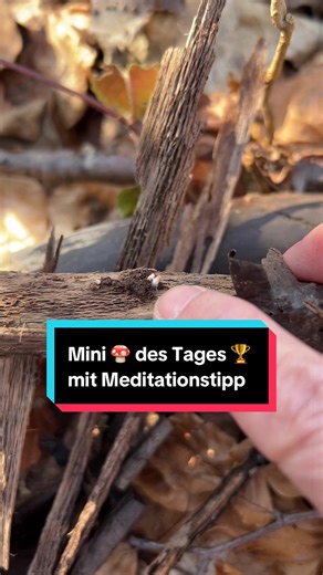 Der kleinste Pilz des Tages: Gemeiner Trompetenschnitzling