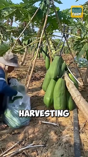 588K views · 7.1K reactions | Why do Chinese people break papaya trees | Rona Brad | Facebook