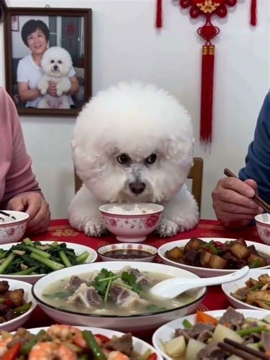 Unseen Side of the Spring Festival: Embarrassing Moments