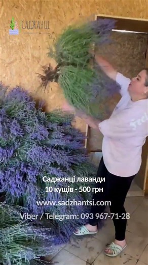 Лаванда — ароматна окраса вашого саду