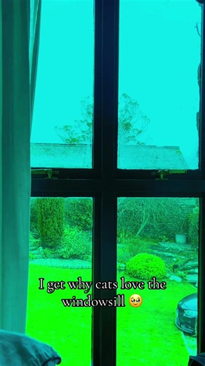 Ohh their little eyes see so much prettiness🥹😍 #cats #vision #colour #windows #garden