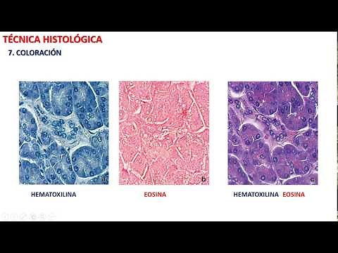 Histological technique 8