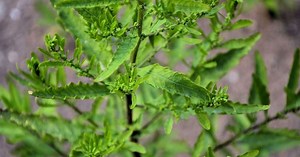 5 benefícios da planta mastruz e como usá-la