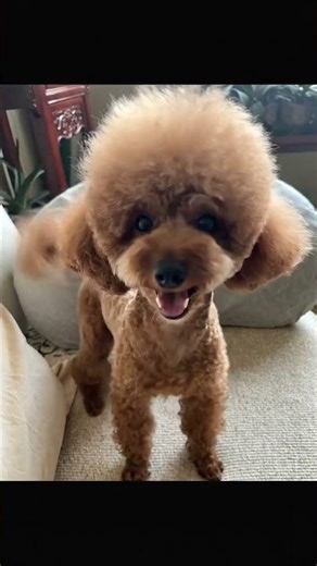 Did you see that??? #animalbehavior #animalbiology #animallife #animalmatingexplained