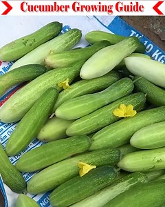 Today I will give some special tips for cucumber cultivation. You will get full guidelines for preparing the soil. And you can cultivate it organically, that too in a small area. There will be an auto irrigation system. And I will use a PGR to increase female flowers. Through which more yield will be ensured. So let's watch the full video. | Small Vegetable Garden