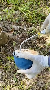 "Rubber Collection in Japan's Forests for Profitable Products" #RubberCollection #JapanForests #EcoIndustry #SustainableFarming #ProductManufacturing | Satisfying Videos