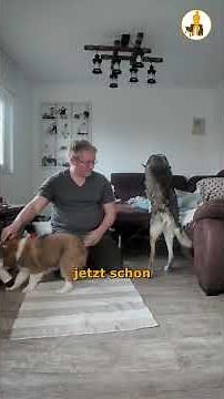 Der Welpe kommt an - erster Tag zuhause - Welpentagebuch Tag 2