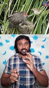 Does a small bird feed an old bird? The life of a cuckoo! #birdlife #animallover #cuckoo