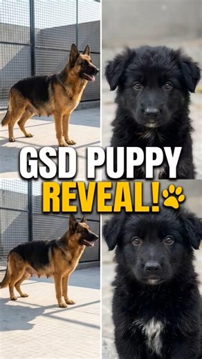 Mini Vlog: 7 Finally Revealed my GSD Female & Her Cute Puppies 🐕🐾 #shorts #gsd #puppy