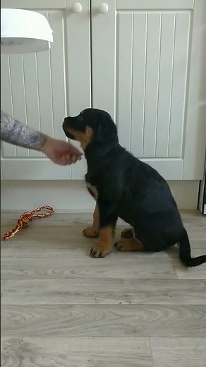 Puppy training at 8 weeks old