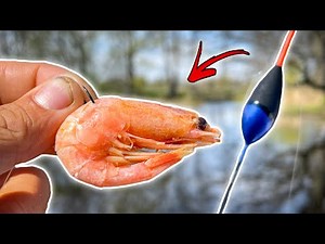 Float Fishing GIANT PERCH With Shrimp | Team Galant