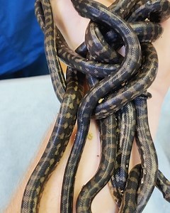 Robert Irwin on Instagram: "Nothing cuter than a hatch-out of baby carpet pythons! This clutch was brought into our wildlife hospital - they all successfully hatched and were released back to the wild. Hard to believe these tiny little noodles could grow over 10 feet long!"