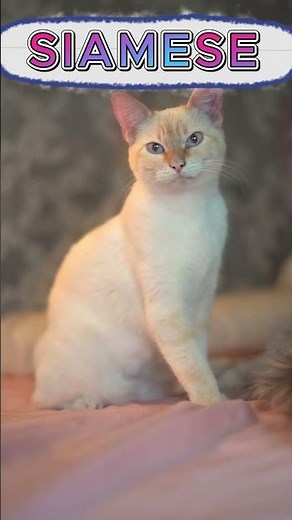 Top 5 Popular Cat Breeds in the World: Meet the World's Favorite Felines!