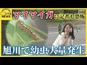 マイマイガの猛威ふたたび 旭川に幼虫が大量発生 虫嫌いの取材記者も恐怖のあまり・・