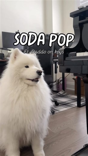 sodabearsamoyed on Instagram: "Soda Pop ft. Daddo on the keys 🎹🐻‍❄️🫰✨ The best way to start the new year is with song 🥂 Here’s to more singing in 2026 #samoyed #samoyedlife #singingdog #awoo #sodapop #kpopdemonhunters"