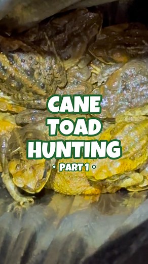 CASSIE FENTON 🇦🇺🖤💛❤️ on Instagram: "#CasCaneToadHunting - Part 1 🐸 👉 Tap #CasCaneToadHunting to watch all reels in this series 👀⚠️‼️ For years I’ve been trying to reduce cane toad numbers in order to protect our Australian native wildlife. Cane toads are one of Australia’s worst invasive species. The toxic toads have devastated our native wildlife & ecosystems. There’s a tv show atm called ‘Eat the Invaders’ on ABC Tues 8:30pm & tomorrow’s episode is going to be about cane toads!!! 🥳 Fun