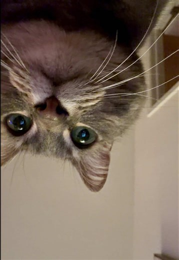 Princess Pocket 🐾 This is Polly Pocket (AKA Pocket) a 7 year old rescue cat! She was unfortunately surrendered to the shelter at 6 years old and I adopted her in 2024. She has been the sweetest, cuddliest, clingiest, best cat I could ask for 🫶 #cutecats #catinfluencer #rescuecats