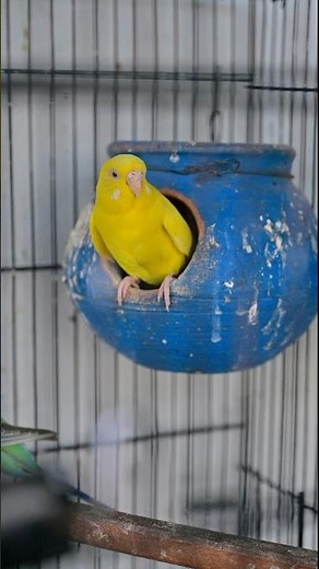 Budgies female wats to lay eggs
