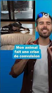 Épilepsie du chien et du chat : les gestes d'urgence pour le sauver 🐾🩺 #SantéAnimale