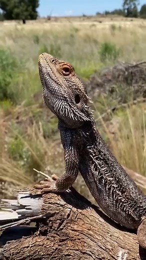 Meet the central bearded dragon 🦎👋 Adults can reach 60cm (24 in) with a tail making up half that size. You may catch a glimpse of these sun-loving dragons on an outback highway, or patrolling for insects in a woodland clearing. 🎥 Dan Rumsey #centralbeardeddragon #reptilesoftiktok #repilelovers #discoverearth #ausgeo | Australian Geographic