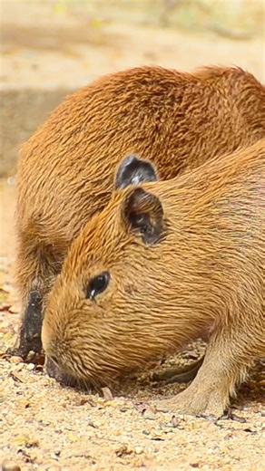 Capybara Sounds: Whistles, Barks, and Chuckles Explained