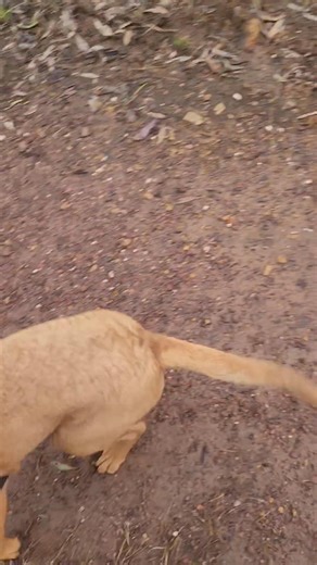 Lily's going well with her wait command, she doesnt barge out of the van or out the gate anymore. She doesn't run up to others, she stays with me. Her recall is great. I trusted her from the beginning. She did run off a while ago, so Willie and I kept walking. She never did it again, after she lost sight of us! She's got a pretty good teacher in her big sister Willie. 🥰 But Willie had to learn it all, now Lily is! 😍 | Nurtured Pets by Trudi