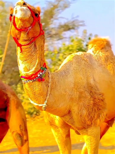 99% Log Camel Ki Ye Baat Nahi Jantay 😲 | Last Tak Dekho 🐪 Camel ek aisa janwar hai jo desert ki sakht zindagi mein bhi asani se survive karta hai. Is short video mein aap camel ki wo reality dekhen ge jo aksar log nahi jantay. Camel ka sabr, strength aur lifestyle goats, cows, buffalo aur horses se bilkul different hota hai. Animals ki duniya mein camel ek unique creation hai jo humein nature aur Allah ki qudrat ka ehsaas dilata hai. Agar aap animal life, camel facts, rural culture aur wildlif