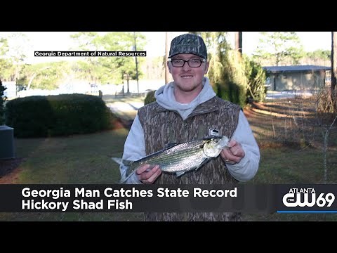 Now That's A Fish Story: Georgia Man Catches State Record Hickory Shad Fish
