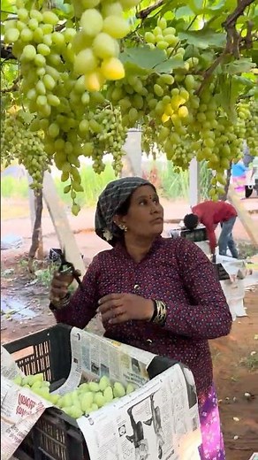 Grapes harvesting practice from the farm #farming #agriculture