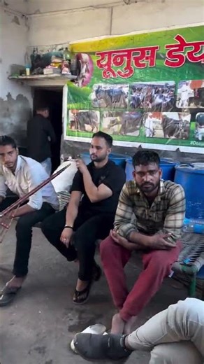 Yunoos dairy farm Haryana border Kosi #cow #dairyherd #dairyfarm #bull #murraha #dairycows