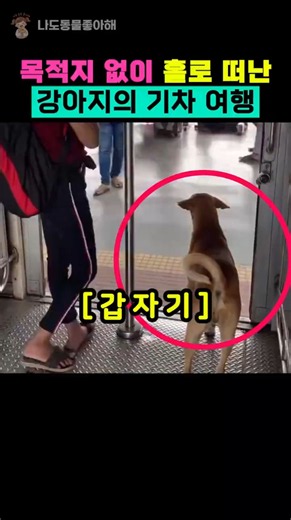 나 홀로 기차 여행을 떠나는 모험가 강아지!!?