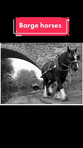 #history #horses #barges #workhorses #heritage #antiques #howtimeschange #ireland #timespast #towpath #archeology #guinness #thenandnow