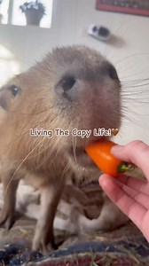 Living the Capy life: snacks, scratches, and zero stress! ❤️ Capybaras are known as the world’s most chill animals, and Captain & Coraline are masters at spreading those good vibes!!! 😌🥰❤️💝 #capybara #capybaras #goodlife #goodvibes #cuteanimals #capy | Majestic Meadows Alpacas & Boutique