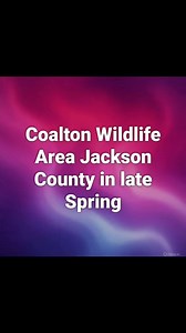 1K views · 40 reactions | #coaltonwildlifeareaspring #jacksoncountyohio | Dennis Reinhart | Facebook