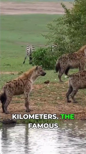 Deciphering Hyena's Laugh A Secret Language!