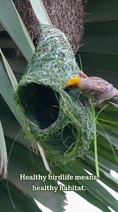 Tailor of the Wild — Every Thread Matters 🧵🌿 Each strand placed with purpose, each knot tied by instinct. The Baya Weaver doesn’t rush — it crafts. Generations of natural skill live in every weave. Let’s protect the spaces where such quiet mastery still happens. #naturetailor #birdhome #nature #birdlife #nestbuilding #BayaWeaver #fblifestyle #RespectNature | Go Green Forlife