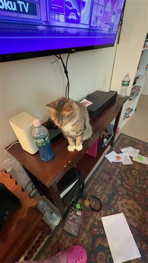 JulieAnna (@julieanna012921)’s videos with Sneaky Cats - Eitan Epstein Music