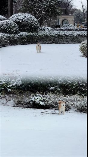 仿佛回到了北海道 八嘎