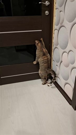 #кошка#срёт#стоя#мем | Funny Cats Screaming