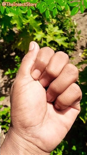 Farewell of the ladybug sisters 🐞🐞