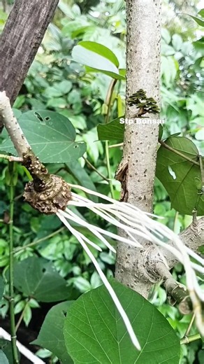 Air layering using water after 27 day 🌿🌳 #plants #garden #gardening #nature #craft #diy #grafting